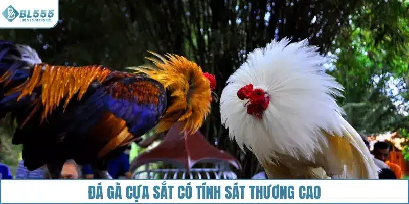 Đá gà cựa sắt BL555 với tính sát thương cao