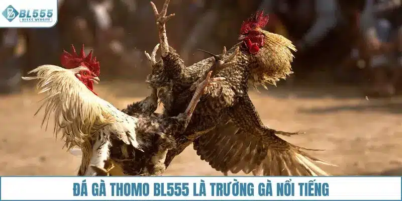 Đá gà Thomo BL555 là trường gà nổi tiếng