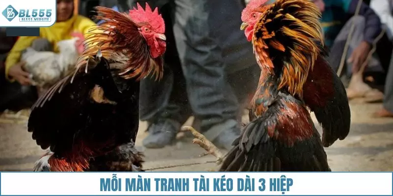 Mỗi màn tranh tài kéo dài trong 3 hiệp
