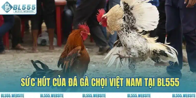 Sức hút của đá gà chọi Việt Nam tại BL555
